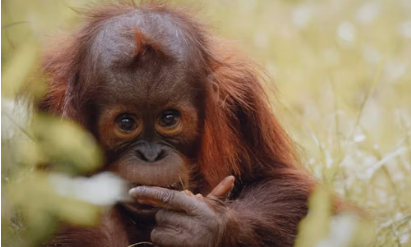 Malaysia berencana menerapkan diplomasi orangutan. Bentuknya berupa bingkisan orangutan pada negara yang membeli minyak sawit dari Malaysia. (Foto ilustrasi: Unsplash)