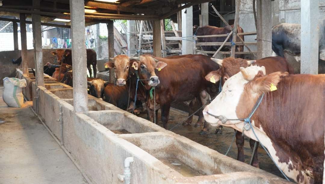 Ketersedian sapi kurban Idul Adha 1445 di Lamongan berlebih dijual juga secara online. (Foto: Istimewa)