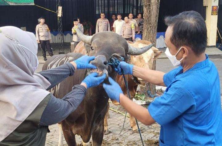 Pemeriksaan ternak oleh Dinas Pertanian dan Pangan Banyuwangi pada Idul Adha tahun lalu (Foto: Istimewa)