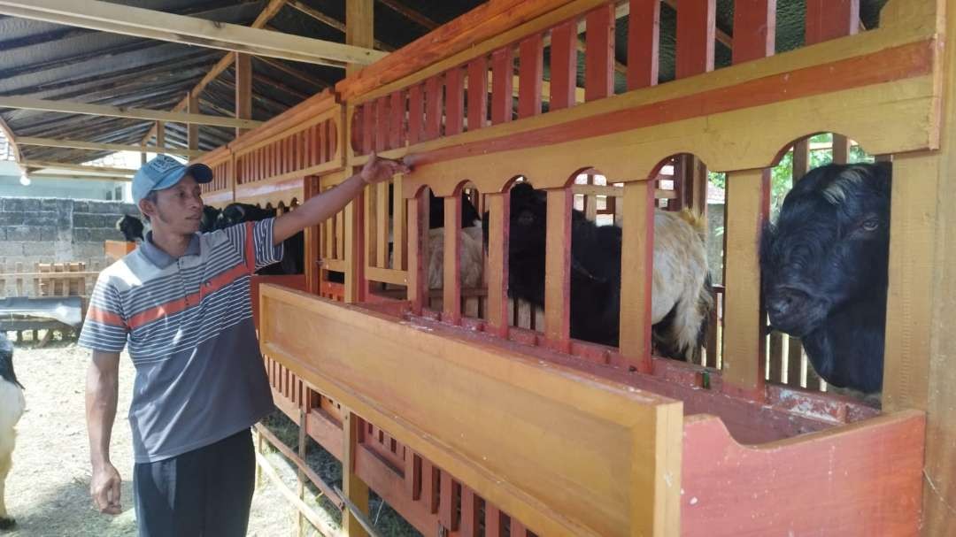 Misman sedang mengecek kambing dagangannya yang ditempatkan di dalam kandang seni miliknya. (Foto: Muh Hujaini/Ngopibareng.id)
