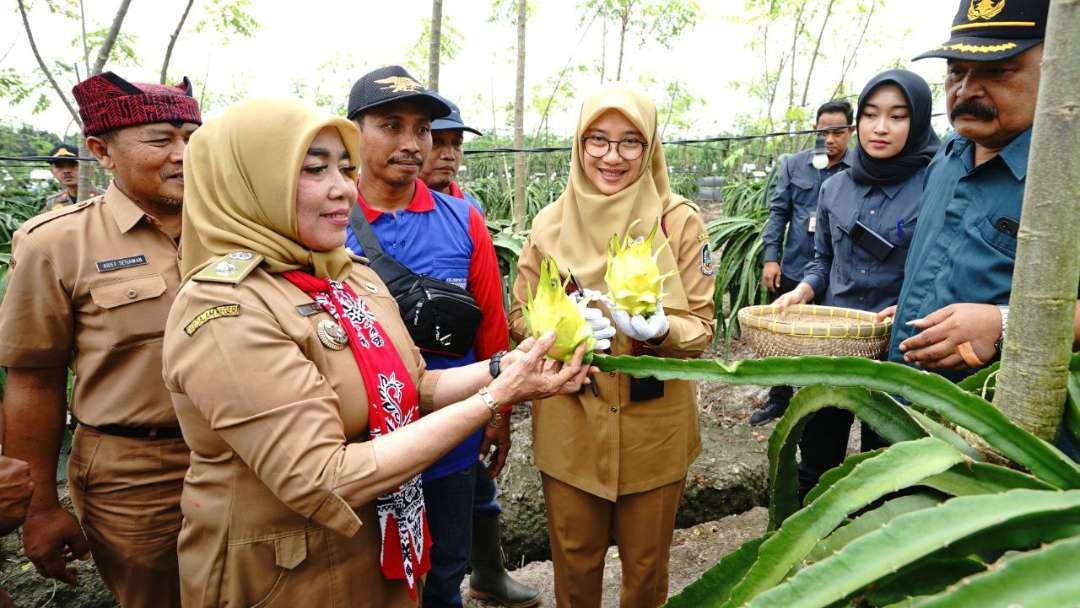 Buah naga kuning mulai dikembangkan para petani di Banyuwangi, Jawa Timur. (Foto: Humas Pemkab Banyuwangi)