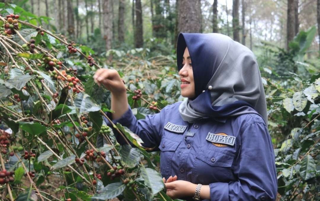 Bupati Ikfina saat melihat tanaman kopi Trawas.(Foto Istimewa)