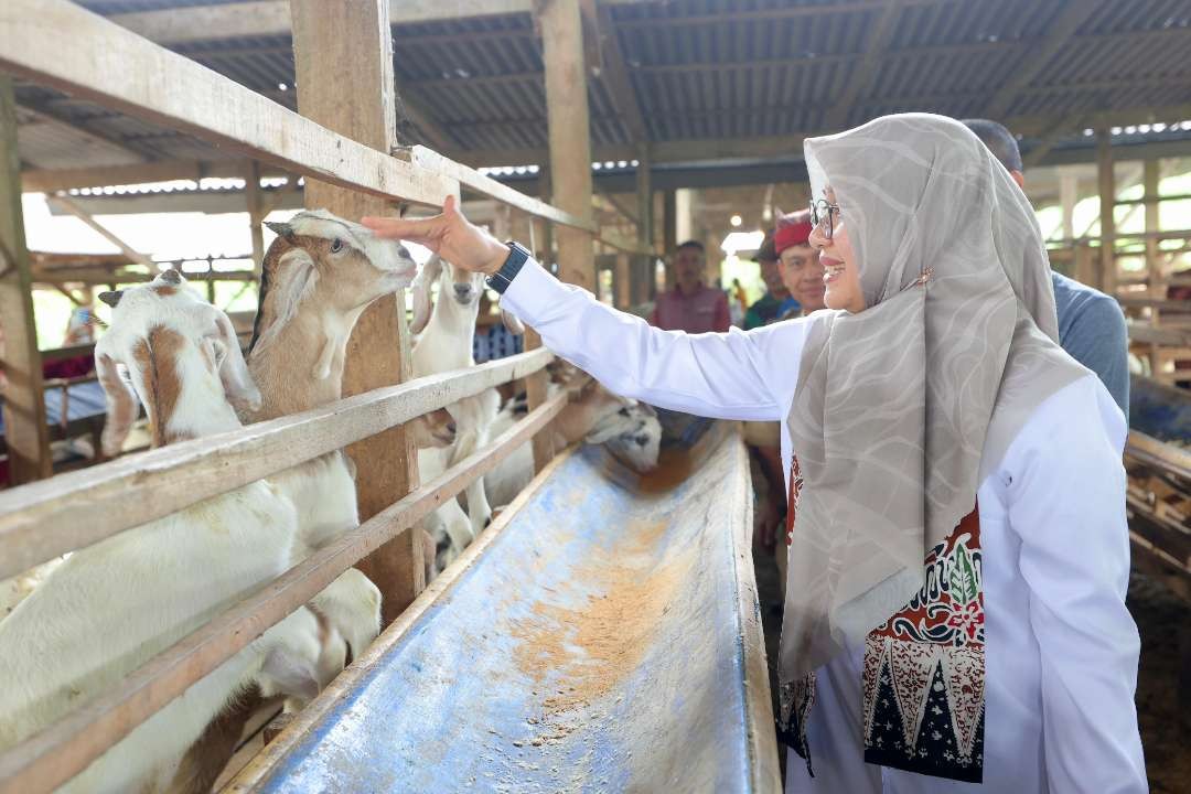 Bupati Banyuwangi Ipuk Fiestiandani mengunjungi peternakan kambing perah (foto: Humas Pemkab Banyuwangi )